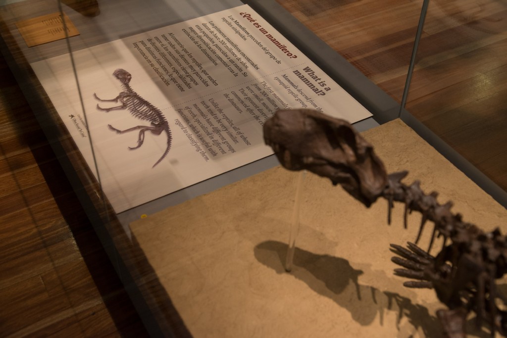 Cartelería exposición Fósiles y evolución humana. Museo de Ciencias Naturales Madrid